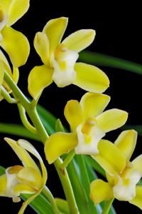 <i>Cymbidium</i> Wakakusa