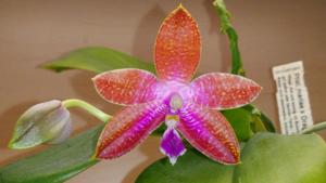 <i>Phalaenopsis</i> mariae-Dragon Tree Eagle