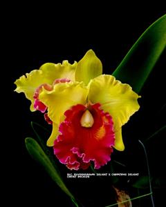 Rhyncholaeliocattleya Double Delight