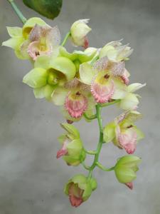 Catasetum Danilo Fernandez