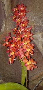 Waironara Tango Fire
