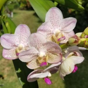 Aeridovanda Luang Prabang