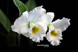 Rhyncholaeliocattleya White Diamond