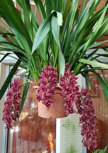 Cymbidium Dorothy Stockstill