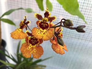 Tolumnia Golden Sunray