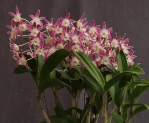 <i>Dendrobium</i> Bavs Beauty