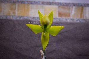 <i>Cycnoches</i> Maren Gleason