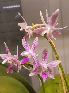 <i>Phalaenopsis</i> Equitrana