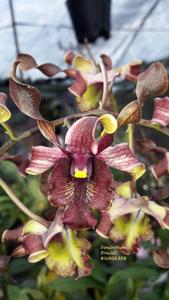 <i>Dendrobium</i> Rinaldi