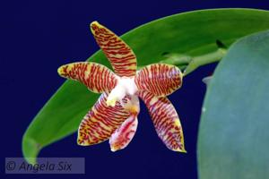 Phalaenopsis Senne Esther