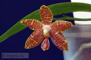 <i>Phalaenopsis</i> Senne Esther