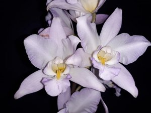 Laelia crawshayana