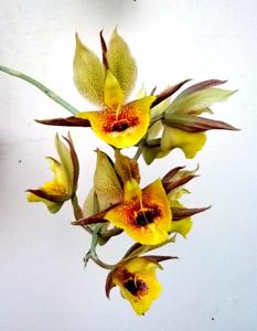 <i>Catasetum</i> Explêndido-Susan Fuchs