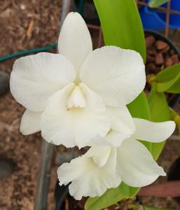 Rhyntonleya Swan's Shy