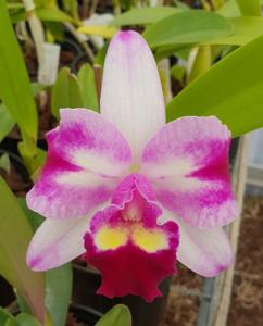 <i>Rhyncholaeliocattleya</i> Chief Butterfly