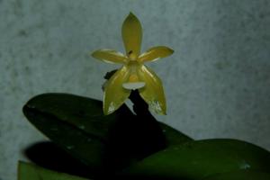 Phalaenopsis Valentinii