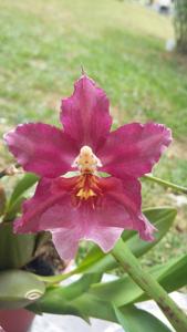 <i>Oncidium</i> Guann Shin Sweetheart