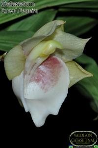 Catasetum Durval Ferreira
