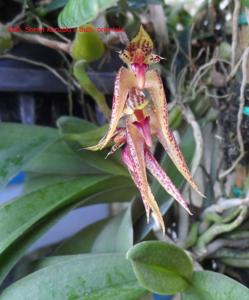 <i>Bulbophyllum</i> We Love Orchids