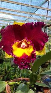 Rhyncholaeliocattleya Rungnapha Fancy