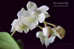 <i>Dendrobium</i> Nano Chip