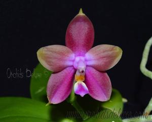 <i>Phalaenopsis</i> Zheng Min Rainbow