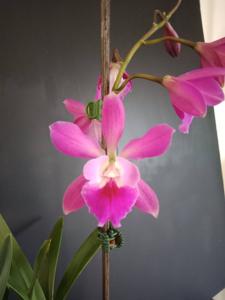 Encyclia Rhody