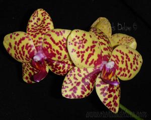 Phalaenopsis Joy Fortune Diamond