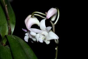 <i>Dendrobium</i> Sun Sprite