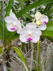Vandachostylis Crownfox Magic