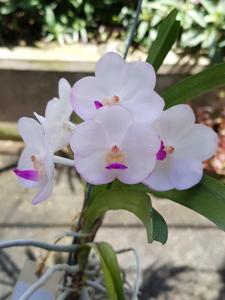 Vandachostylis Crownfox Magic