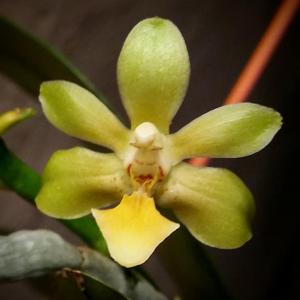 Phalaenopsis mannii-Anna