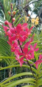 Vanda Anne Khoo-Meda Arnold