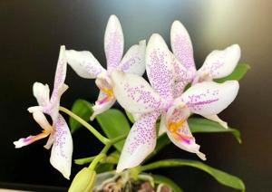 Phalaenopsis Marie Sophie