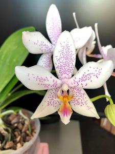 <i>Phalaenopsis</i> Marie Sophie
