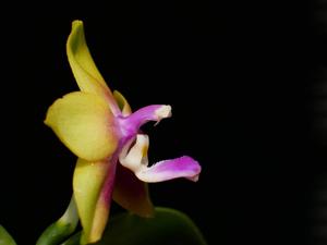 <i>Phalaenopsis</i> KS Happy Eagle