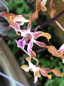 <i>Dendrobium</i> Gloucester Sands