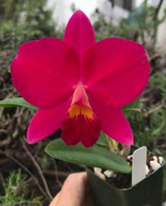 <i>Cattleya</i> Mini Kitty