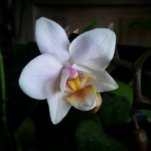 Phalaenopsis Palm Coast