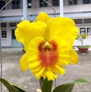 Rhyncholaeliocattleya NP Gold