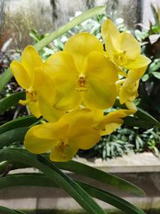 Vanda Nopporn Golden Dream-Renu Gold