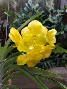 Vanda Nopporn Golden Dream-Renu Gold