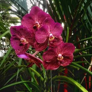 <i>Vanda</i> Wong Wei Tan Clara