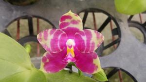 <i>Phalaenopsis</i> Zheng Min Smilodon