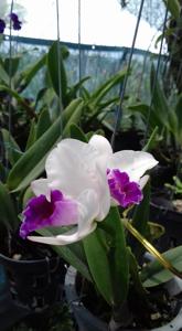 Rhyncholaeliocattleya Mayor Yamasaki