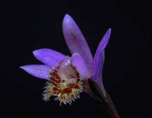 Pleione Vesuvius