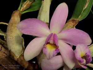 <i>Cattleya</i> Lucasiana-ghillanyi