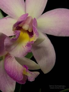 <i>Cattleya</i> Lucasiana-ghillanyi