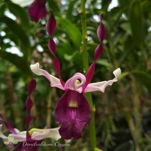 <i>Dendrobium</i> Oryen