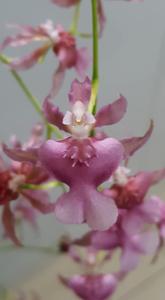 <i>Oncidium</i> Rosy Sunset
